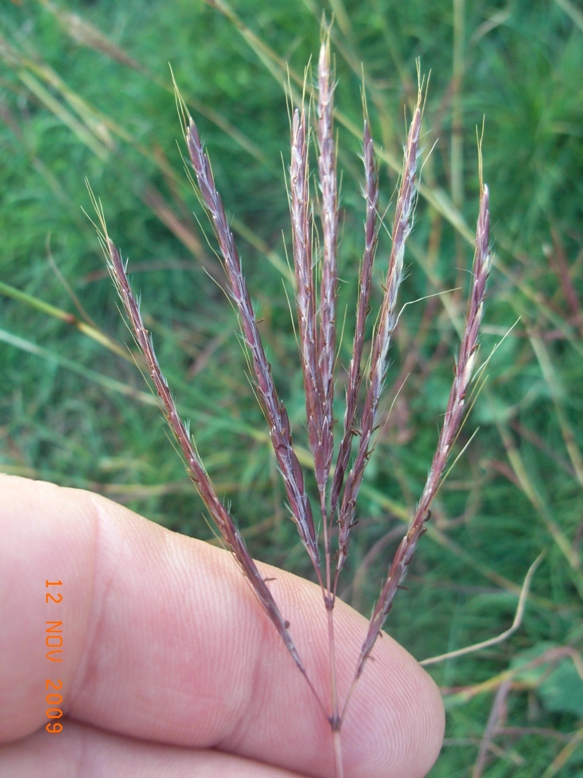 Bothriochloa ischaemum / Barboncino digitato